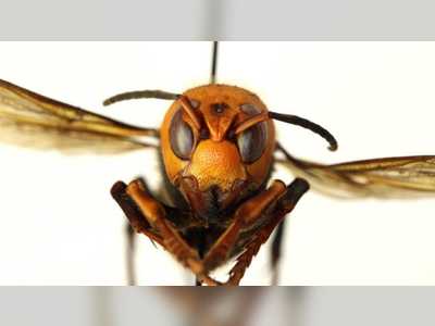 The first 'murder hornets' nest was found, already set to be obliterated