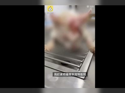 China’s state media calls for new animal laws after cruelty kills cats