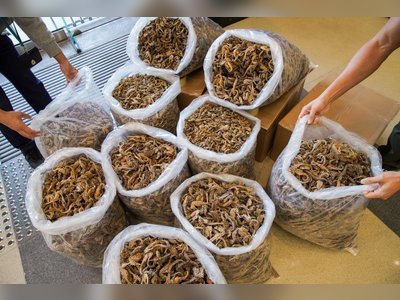 Customs seizes 75kg of endangered seahorses in biggest haul in two years