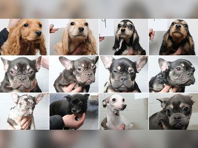 Ipswich dogs raid: Images released in bid to find owners