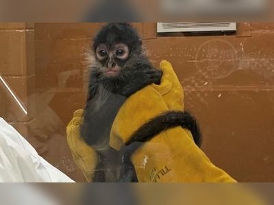 US Woman Smuggles Endangered Spider Monkey In Beer Box, Arrested