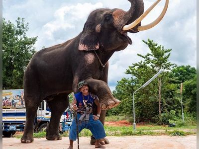 Elephants: Covid and ethics reshape Thailand's tourism industry